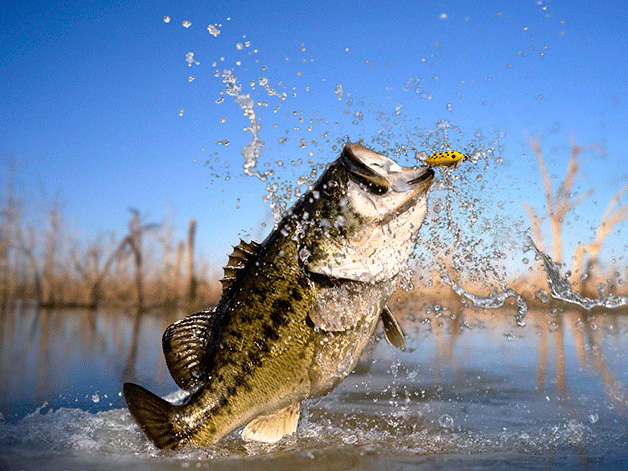 large mouth bass fish