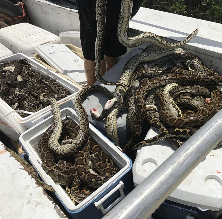 Python Hunting South Florida Fishing And Hunting