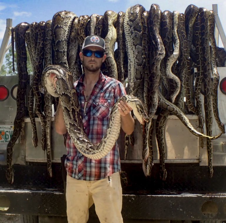 Python Hunting South Florida Fishing And Hunting
