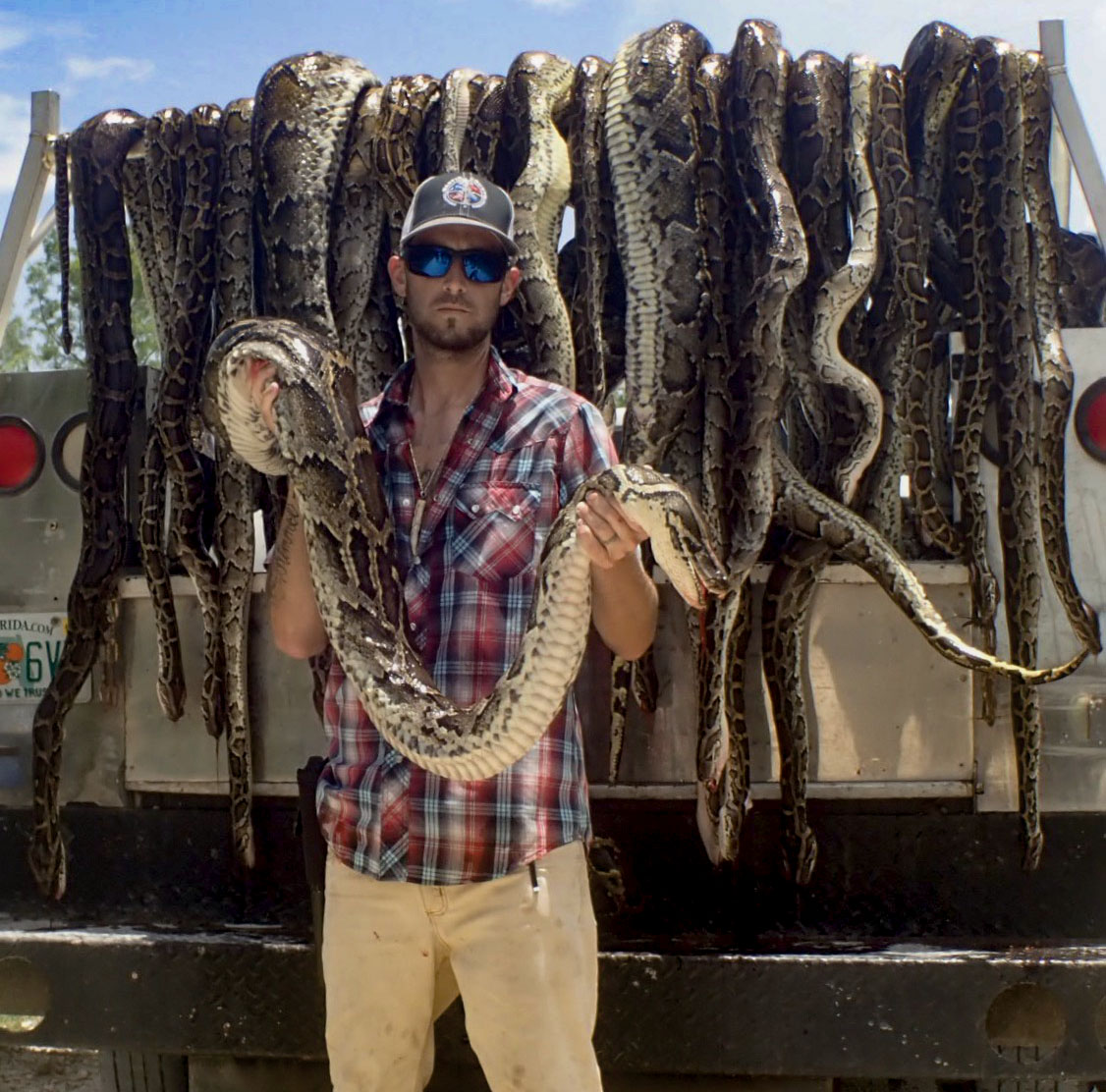 Python Hunting South Florida Fishing And Hunting