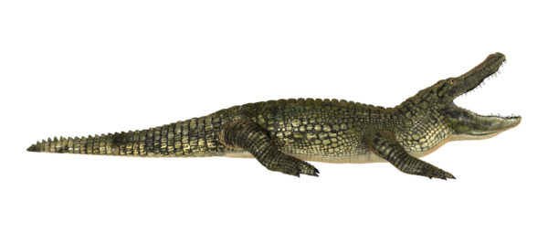 Alligator - SouthFloridaFishingandHunting.com