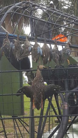 Duck-Hunting-SouthFloridaFishingandHunting.com