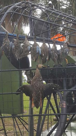 Duck-Hunting-SouthFloridaFishingandHunting.com