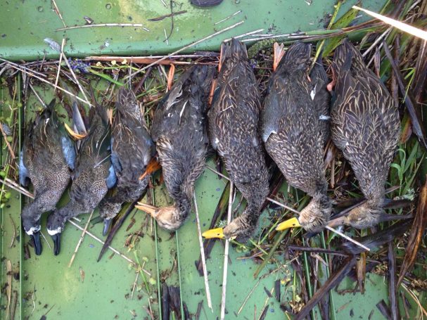 Duck-Hunting-SouthFloridaFishingandHunting.com