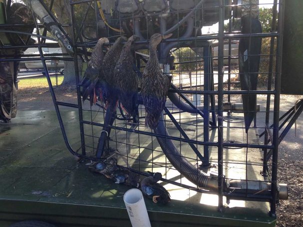 Duck-Hunting-SouthFloridaFishingandHunting.com