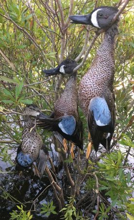 Duck-Hunting-SouthFloridaFishingandHunting.com
