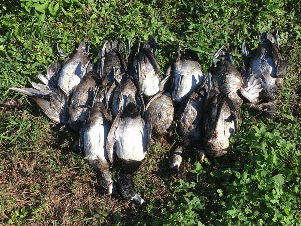Duck-Hunting-SouthFloridaFishingandHunting.com