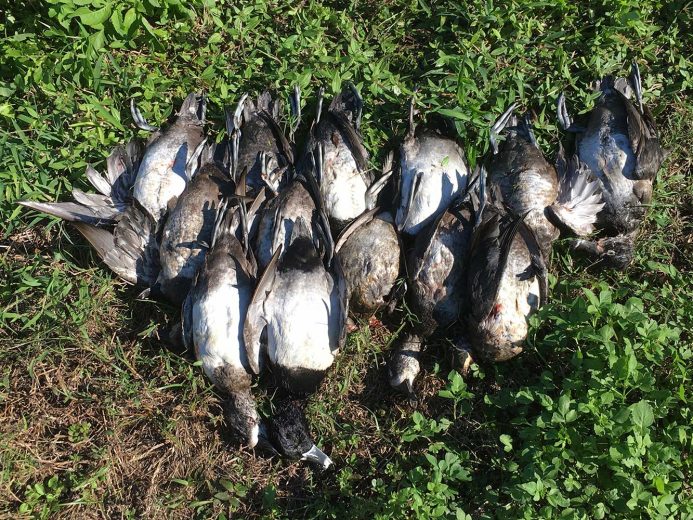 Duck-Hunting-SouthFloridaFishingandHunting.com