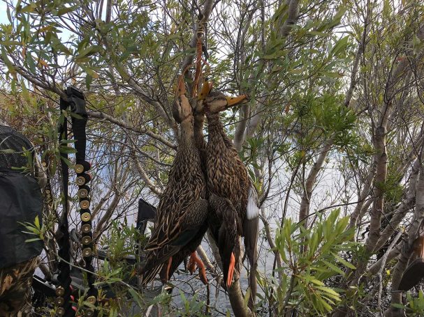 Duck-Hunting-SouthFloridaFishingandHunting.com