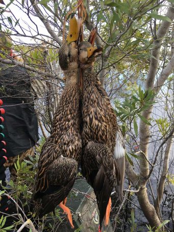 Duck-Hunting-SouthFloridaFishingandHunting.com