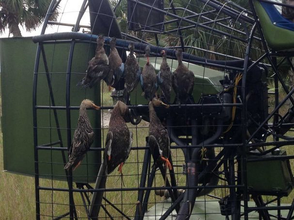 Duck-Hunting-SouthFloridaFishingandHunting.com
