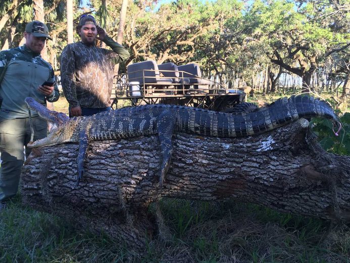 Gator-Hunting-Lake-Okeechobee-SouthFloridaFishingandHunting.com
