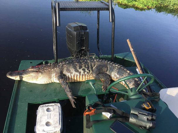Gator-Hunting-Lake-Okeechobee-SouthFloridaFishingandHunting.com