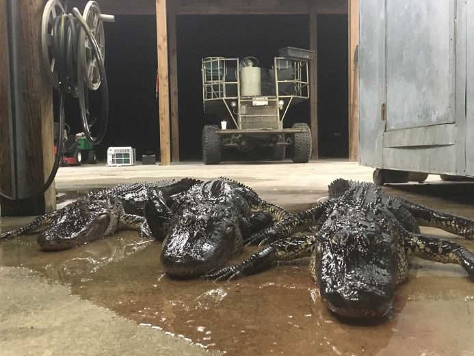 Gator-Hunting-Lake-Okeechobee-SouthFloridaFishingandHunting.com