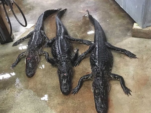 Gator-Hunting-Lake-Okeechobee-SouthFloridaFishingandHunting.com