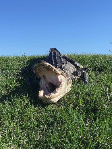 Gator-Hunting-Lake-Okeechobee-SouthFloridaFishingandHunting.com