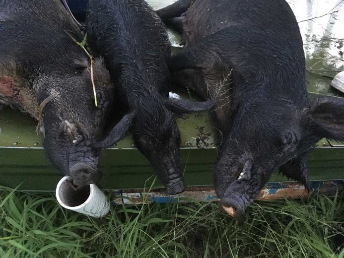 Hog-Hunting-Okeechobee-SouthFloridaFishingandHunting.com
