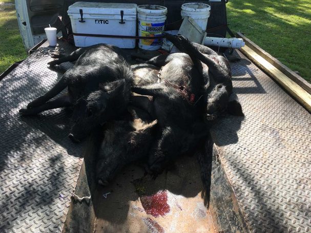 Hog-Hunting-Okeechobee-SouthFloridaFishingandHunting.com