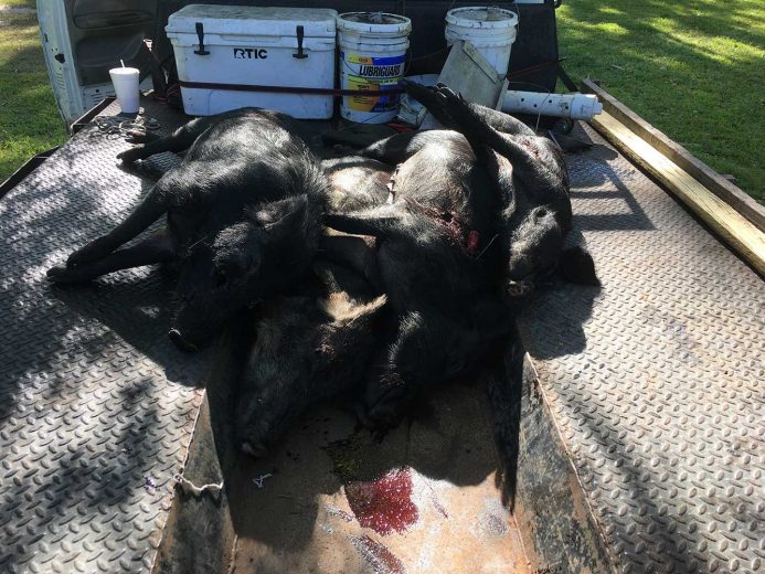 Hog-Hunting-Okeechobee-SouthFloridaFishingandHunting.com