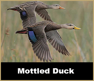 Duck Hunt - SouthFloridaFishingandHunting.com