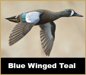 Duck Hunt - SouthFloridaFishingandHunting.com