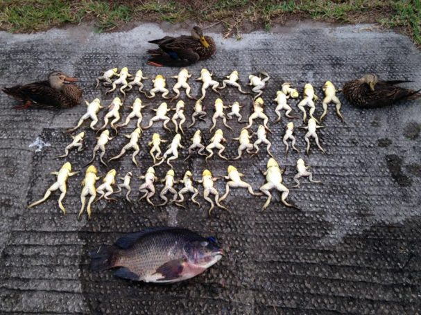 Duck and Frog Hunting - SouthFloridaFishingandHunting.com