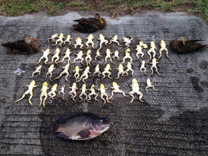 Duck and Frog Hunting - SouthFloridaFishingandHunting.com