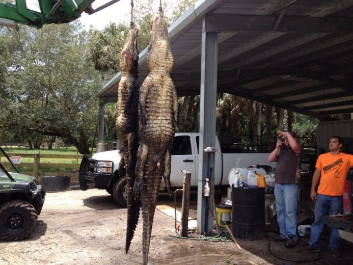 Alligator Hunt - SouthFloridaFishingandHunting.com