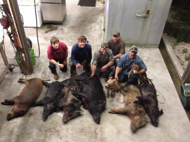 Wild Hog Hunt - SouthFloridaFishingandHunting.com