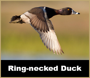 Duck Hunt - SouthFloridaFishingandHunting.com