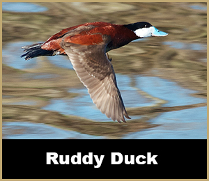 Duck Hunt - SouthFloridaFishingandHunting.com