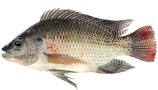 Florida Tilapia - SouthFloridaFishingandHunting.com