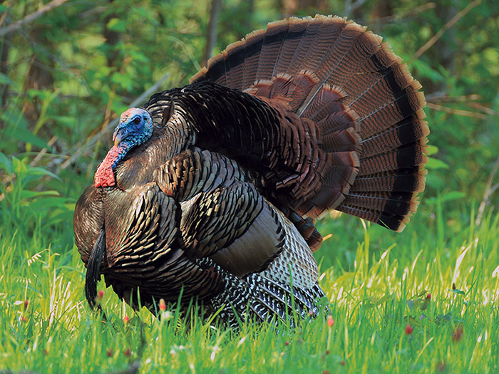 Florida Osceola Turkey Hunts Guided Trips