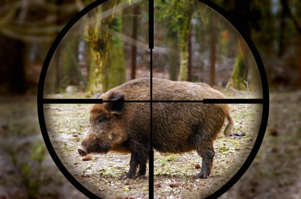 Wild Hog Hunt - SouthFloridaFishingandHunting.com