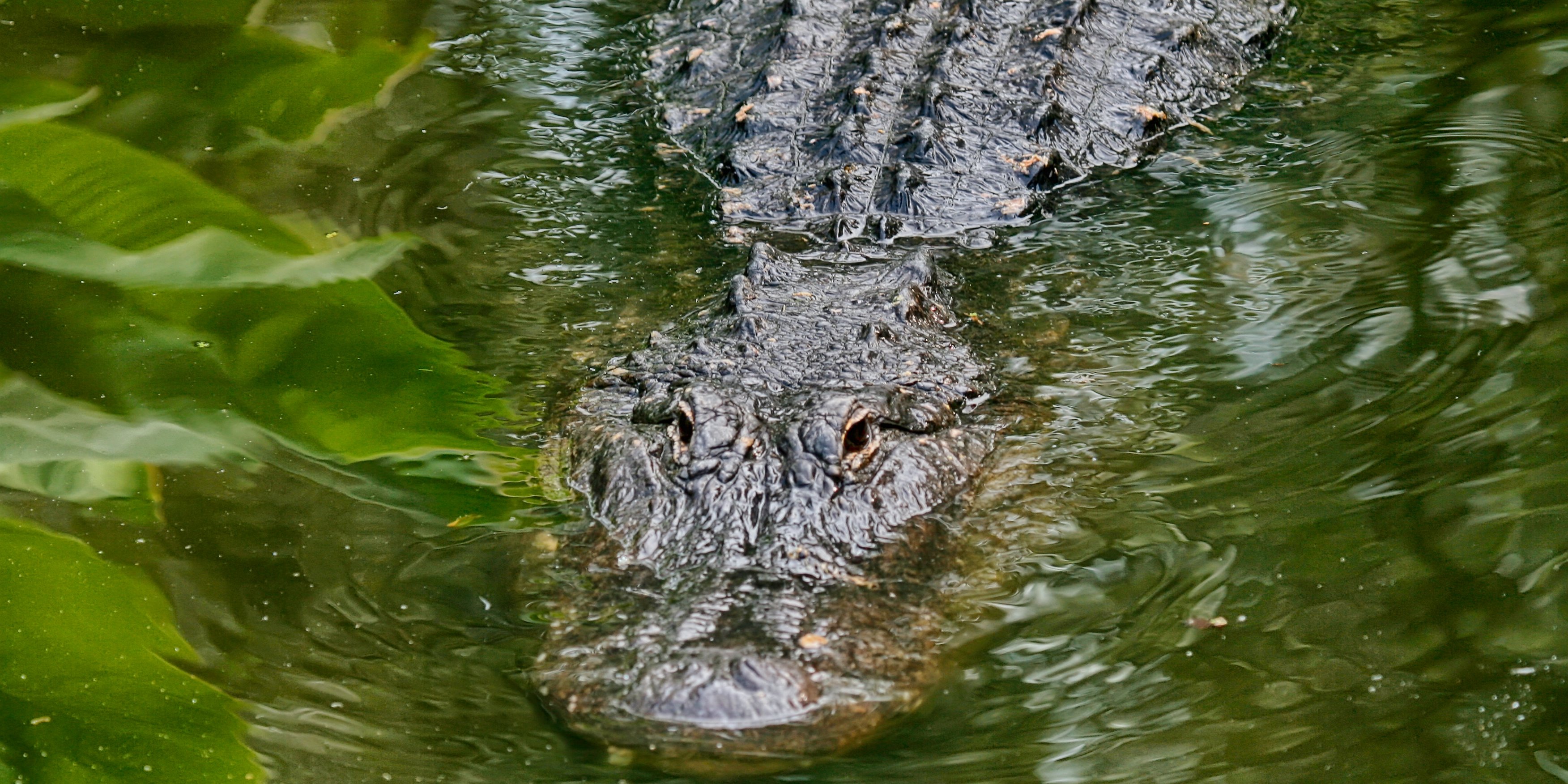 Gator Hunting | South Florida Fishing And Hunting