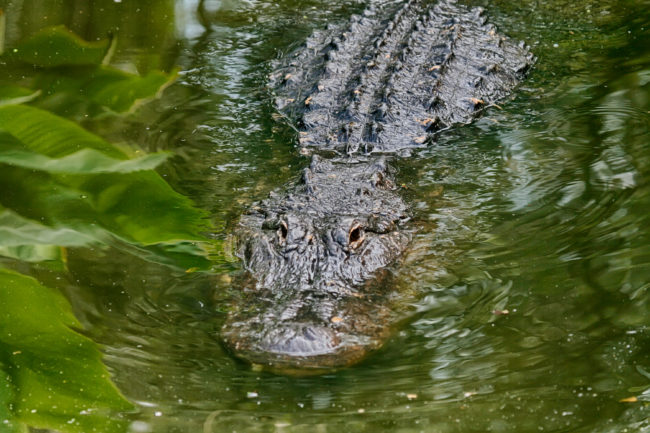 Alligator alligator hunting guides florida