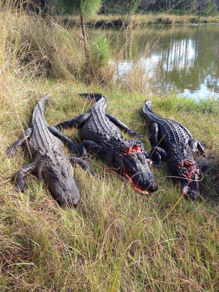 alligator hunting guides florida