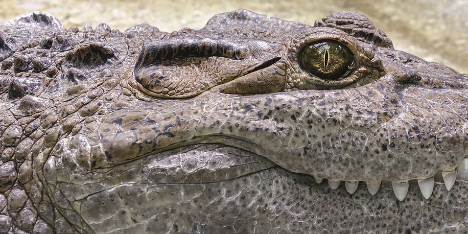 data Søgemaskine optimering Hurtigt Alligator Vs Crocodile: The Differences | South Florida Fishing And Hunting