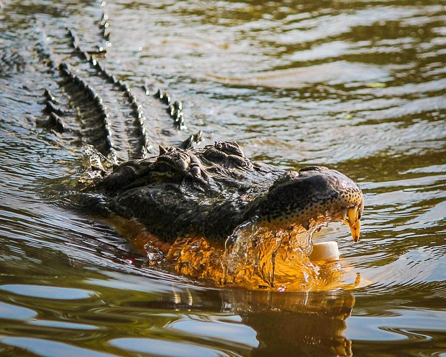 southfloridafishingandhunting.com