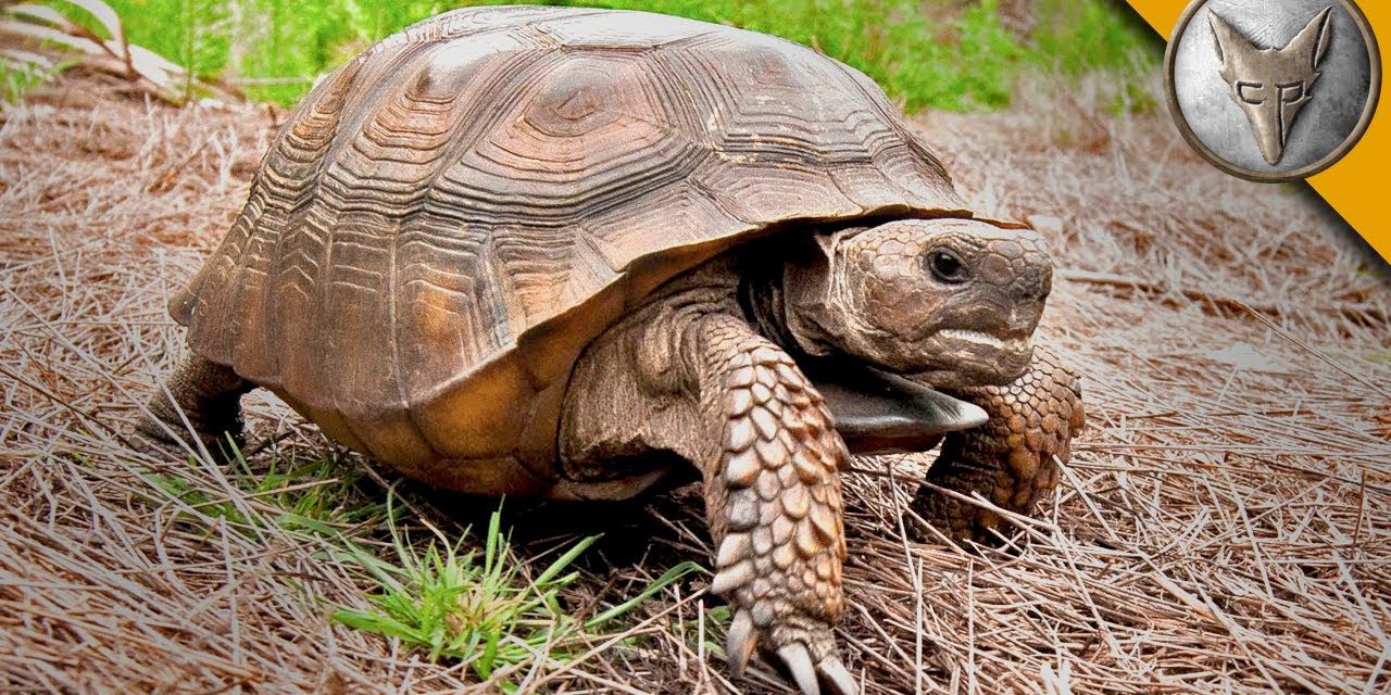 Everything You Need to Know about Gopher Tortoises