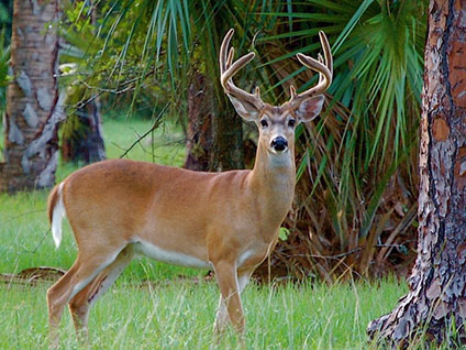 whitetail deer hunting south florida hunting and fishing outfitters okeechobee florida