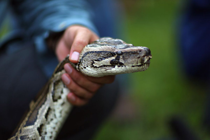 python hunting trips florida everglades south florida fishing and hunting outfitters