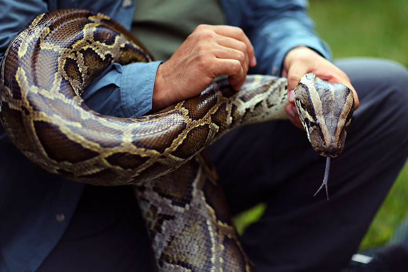 python hunting trips florida everglades south florida fishing and hunting outfitters