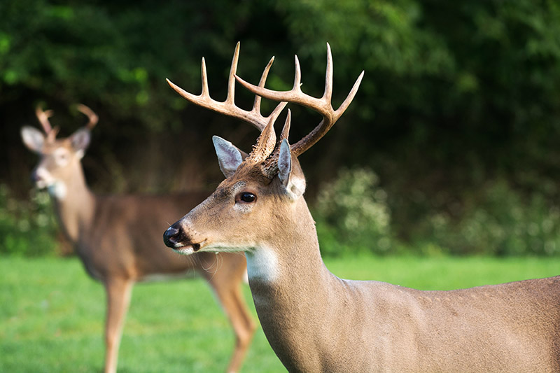 Florida deer hunting outfitters