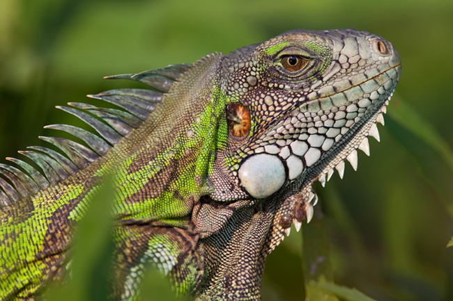 iguana hunting southfloridafishingandhunting.com Fun facts about iguanas