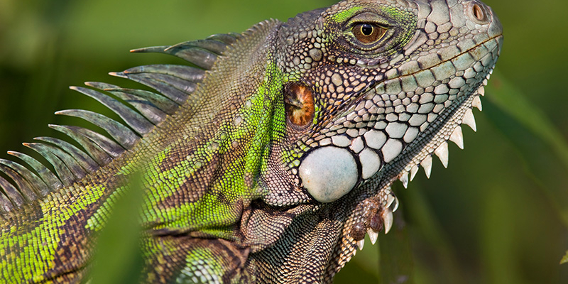 iguana hunting southfloridafishingandhunting.com Fun facts about iguanas