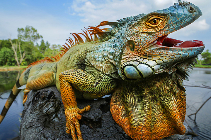 iguana hunting southfloridafishingandhunting.com