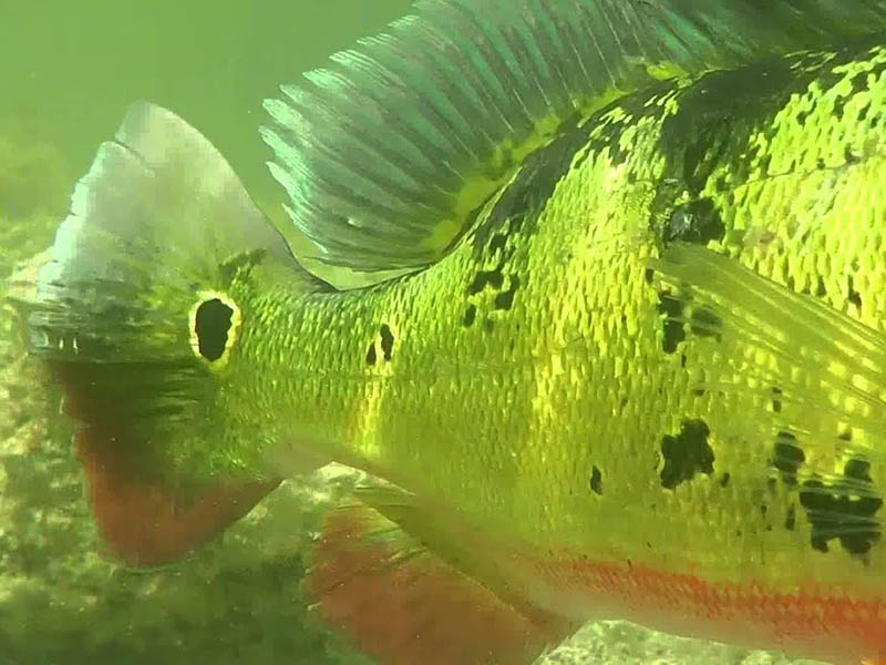 peacock bass fishing in south florida
