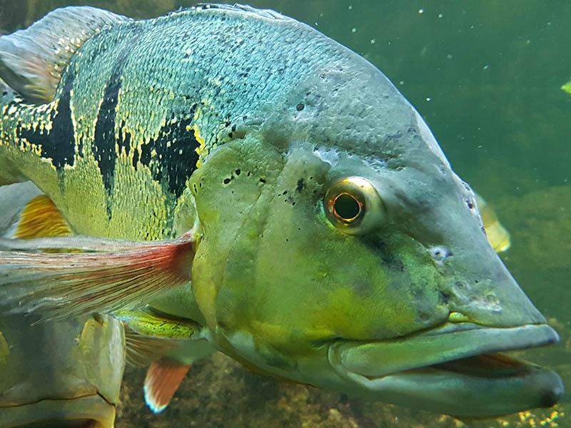 peacock bass fishing in south florida