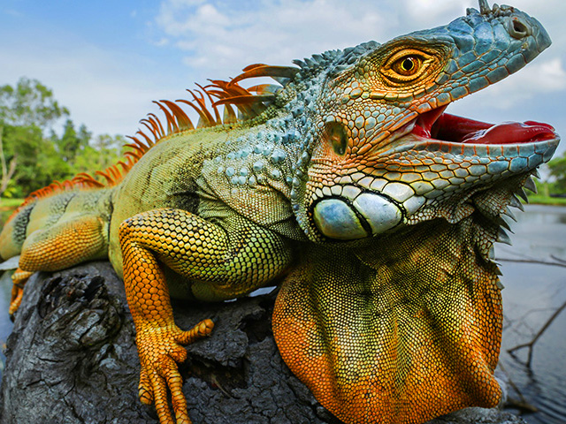 South Florida Iguana Hunting Trips